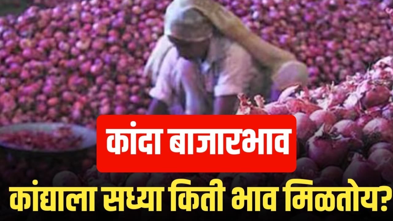 Onion Rate Maharashtra