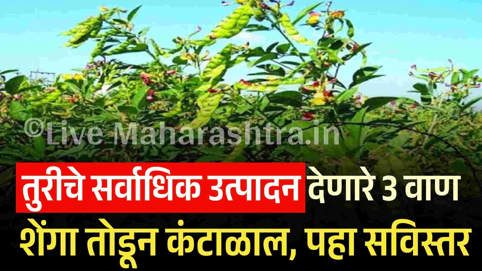 तुरीचे सर्वाधिक उत्पादन देणारे 3 वाण; शेंगा तोडून कंटाळाल पहा Tur Popular Variety